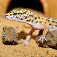 HabiStat Leopardgecko Substrat 10kg