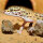 HabiStat Leopardgecko Substrat 10kg