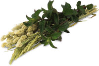 JR FARM Ein Stück Natur, Kräuter- Ernte 80g