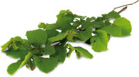 JR FARM Ein Stück Natur, Haselnuss- Ernte 40g