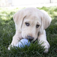 KONG Puppy M diverse Farben