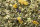 JR FARM Zwergkaninchen- Schmaus 1,2kg