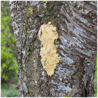 JR FARM Garden Bark-Butter Soldatenfliegen 2kg