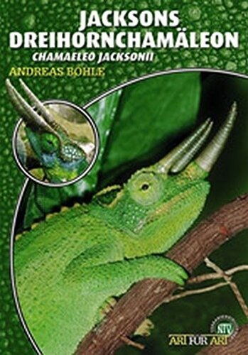 NTV - Jacksons Dreihornchamäleon (Chamaeleo jacksonii)