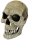 Repto Deko Human Skull XL