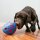 KONG Rewards Wally Ø 13cm