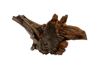 Superfish Mangrovenholz X- large (ca.40-55cm)