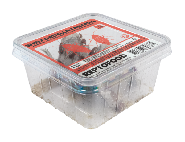 REPTO Food Schokoschaben, Shelfordella tartara, 35 Stück (500ml Dose)