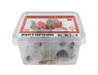 REPTO Food Schokoschaben, Shelfordella tartara, 35...