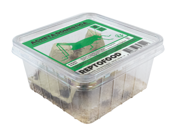 REPTO Food Heimchen, Acheta domestica (Gr. 6)