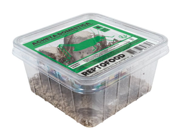 REPTO Food Heimchen, Acheta domestica (Gr. 8)