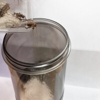 Hobby Cricket Vitamizer, Bestäubungshilfer für Futterinsekten
