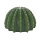 Hobby Cactus Home 2 (12,7x12,5x8cm)