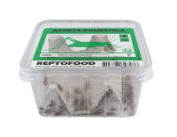 REPTO Food Heimchen, Acheta domestica (Gr. 3)
