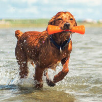 Bionic Urban Stick L, 26cm, für Hunde von 13-27kg+