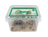 REPTO Food Heimchen, Acheta domestica (Gr. 7)