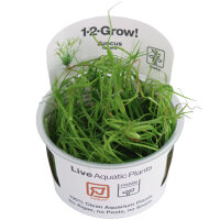 Juncus repens (1-2-Grow!)