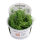 Juncus repens (1-2-Grow!)