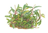 Bucephalandra Needle Leaf (1-2-Grow!)