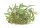 Bucephalandra Needle Leaf (1-2-Grow!)