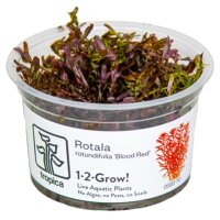 Rotala rotundifolia "Blood Red" (1-2-Grow!)