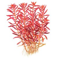 Rotala rotundifolia "Blood Red" (1-2-Grow!)