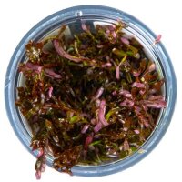Rotala rotundifolia "Blood Red" (1-2-Grow!)