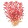 Rotala rotundifolia "Blood Red" (1-2-Grow!)
