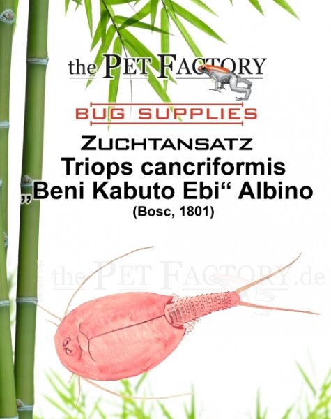 The Pet Factory Zuchtansatz Triops cancriformis - Beni Kabuto Ebi ALBINO