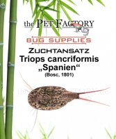 The Pet Factory Zuchtansatz Triops cancriformis SPANIEN
