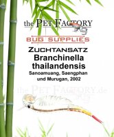 The Pet Factory Zuchtansatz Branchinella thailandensis