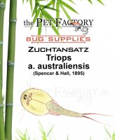 The Pet Factory Zuchtansatz Triops a. australienensis