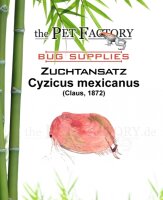 The Pet Factory Zuchtansatz Cyzicus mexicanus