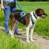 anny-x Limited Edition Führleine Safety Fun Vergissmeinnicht one size