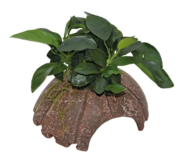 DECO COCONUT ANUBIAS 10X12X7 CM (schwarz/rot)