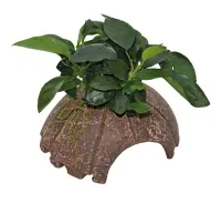 DECO COCONUT ANUBIAS 10X12X7 CM (schwarz/rot)