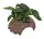 DECO COCONUT ANUBIAS 10X12X7 CM (schwarz/rot)