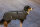 Trixie Mantel Limoux, L: 62cm, steingrau