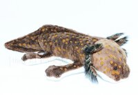 Kuschel Axolotl Wild 28cm
