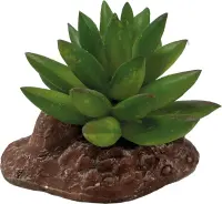 REPTO Plant Aloes (10cm)