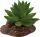 REPTO Plant Aloes (10cm)