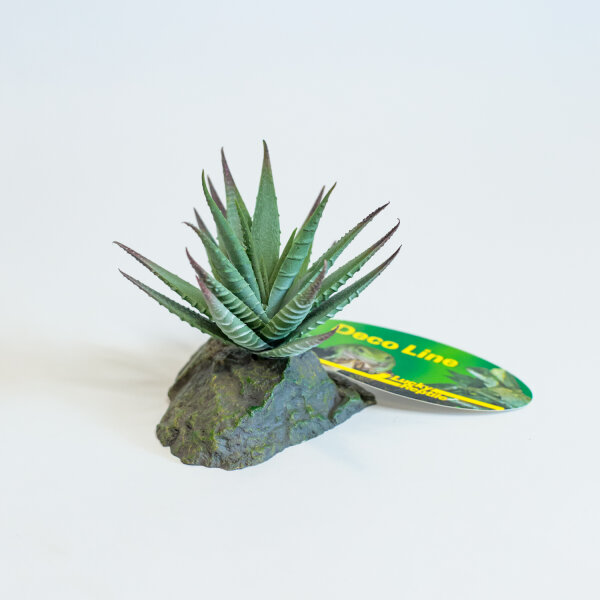 Lucky Reptile Tiger Aloe (ca. 8cm)