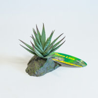 Lucky Reptile Tiger Aloe (ca. 8cm)