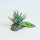 Lucky Reptile Tiger Aloe (ca. 8cm)