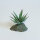 Lucky Reptile Tiger Aloe (ca. 8cm)