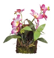 Lucky Reptile Hänge Orchidee Purpur (ca.20x30cm)