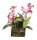 Lucky Reptile Hänge Orchidee Purpur (ca.20x30cm)