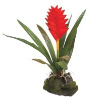 Lucky Reptile Bromelie Cynaea rot, klein (ca.22cm)