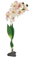 Lucky Reptile Orchidee weiss (ca.40cm)