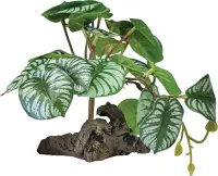 REPTO Plant on Deco, Begonia